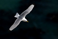 Bempton-52