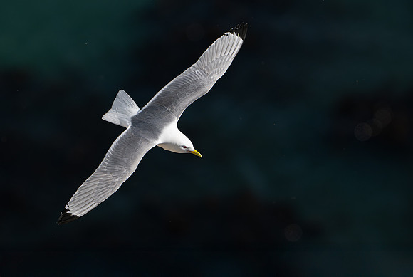 Bempton-52