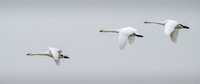 Bewick's Swans 210125