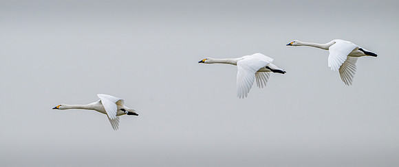 Bewick's Swans 210125