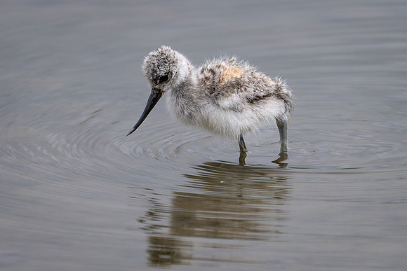 Baby Avocet 090724-1