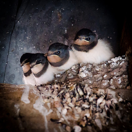 Hampton Court Gardens - Swallows - 1