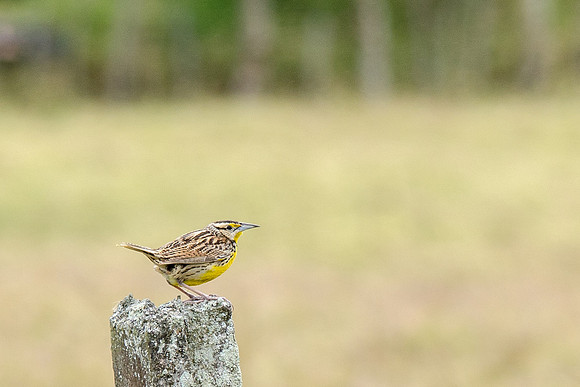 Sulphur Bellied Flycatcher