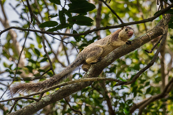 Giant Squirrel -4