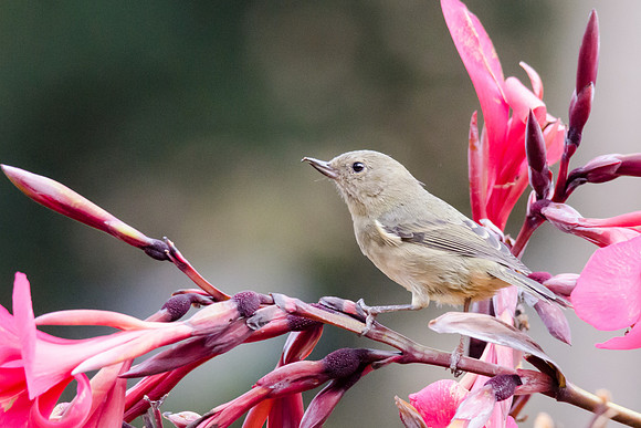 Slaty Flowerpiercer