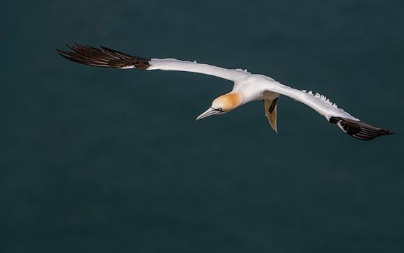 Bempton-55