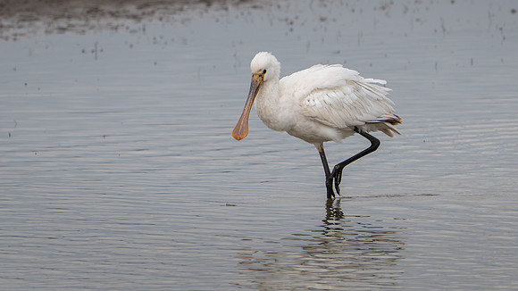Spoonbill 250325-2