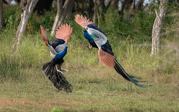 Peacocks Fighting- 1