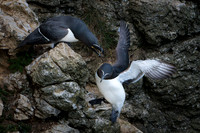 Razorbill -16