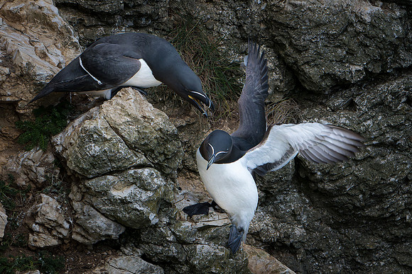 Razorbill -16