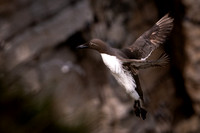 Guillemot -2