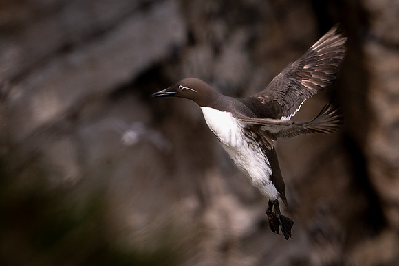 Guillemot -2