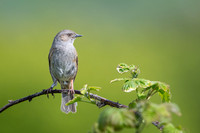 Dunnock