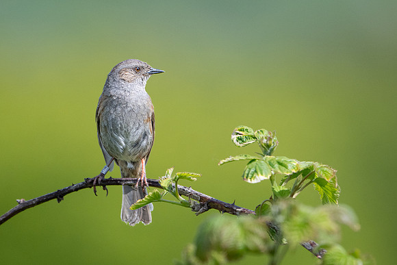 Dunnock