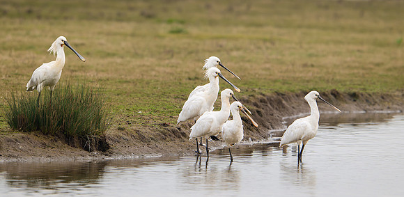 Spoonbills 250325