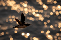 Razorbill -3