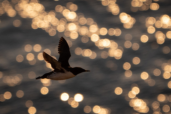 Razorbill -3