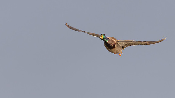Mallard in Flight 230222 -2