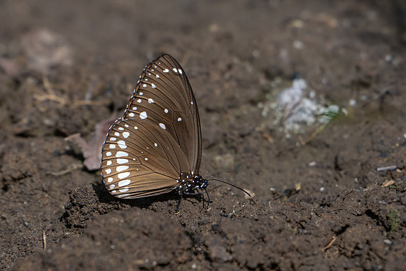 Black Crow Butterefly