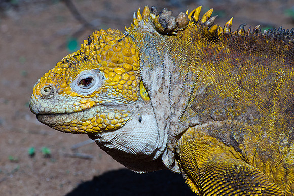 Land Iguana - 2