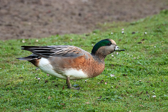 Wigeon -050422-2
