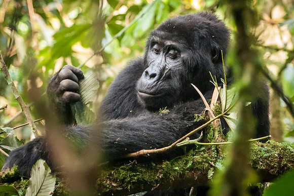 Mountain Gorilla, Impenetrable Forest - 4
