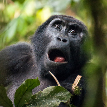 Mountain Gorilla, Impenetrable Forest - 3