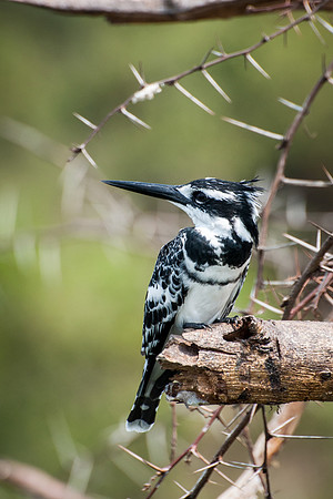 Pied Kingfisher, Kazinga Channel