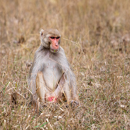 Rhesus Monkey -1