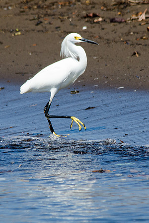 Snowy Egret