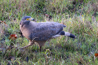 Crested Serpent Eagle