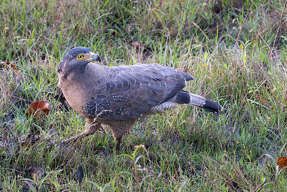 Crested Serpent Eagle