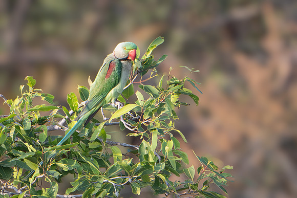 Alexandrine Parakeet