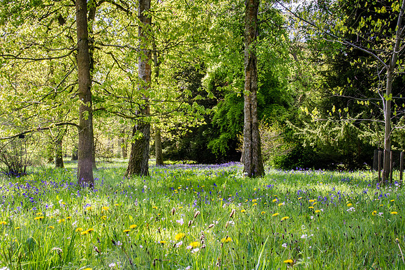 Bluebells-1
