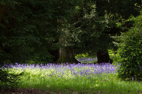 Bluebells-2