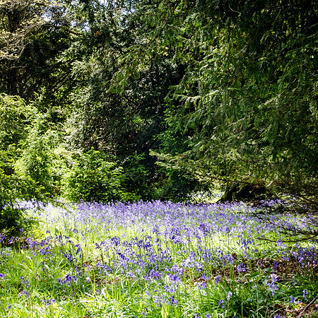 Bluebells-3