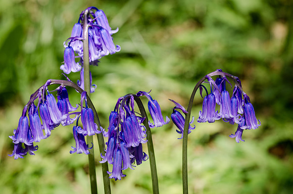 Bluebells-4
