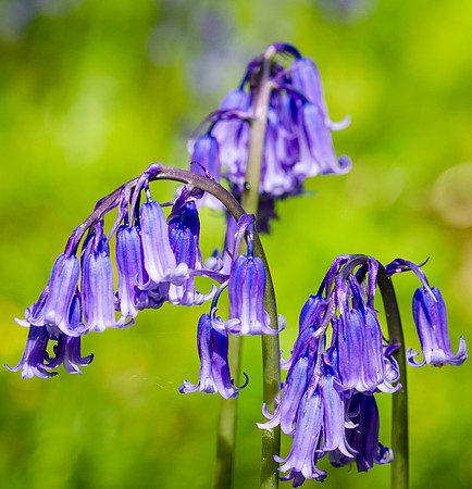 Bluebells-5