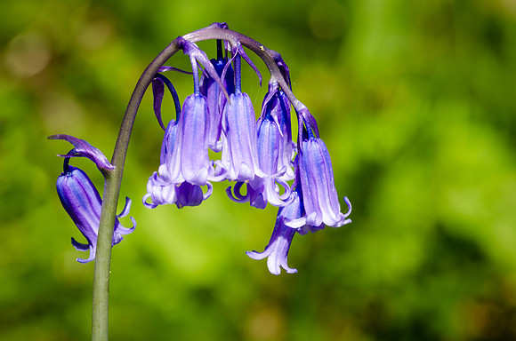 Bluebells-6