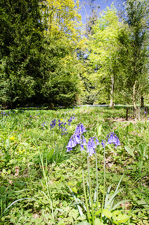 Bluebells-7