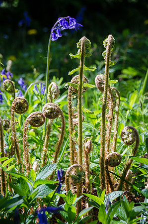 Bluebells-8