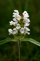 Cut-leaved Selfheal 010724