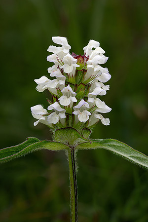 Cut-leaved Selfheal 010724
