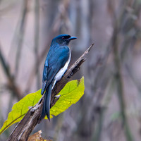 White-bellied Drongo