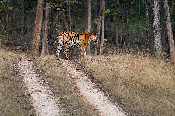 Tiger -7