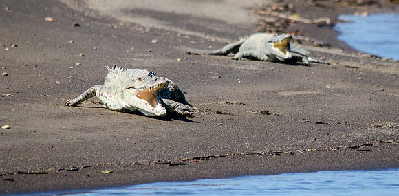 American Crocodile