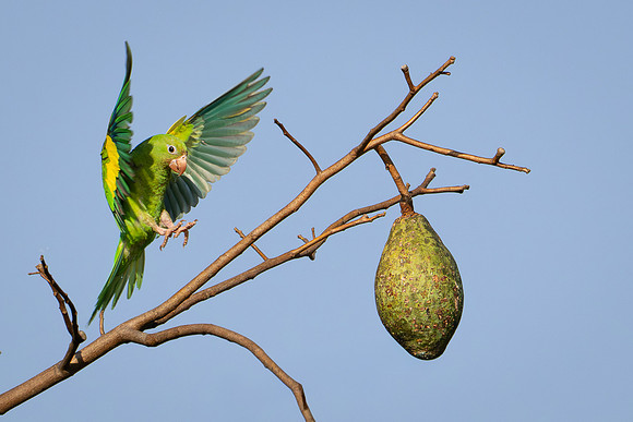 Brazil-157