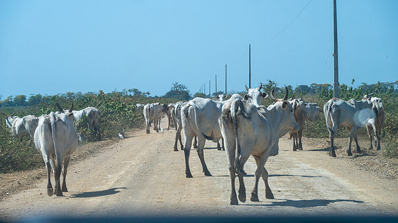 Brazil-200