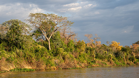 Brazil-240