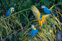 Brazil-398